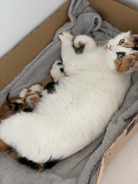 wadars cats for rehoming