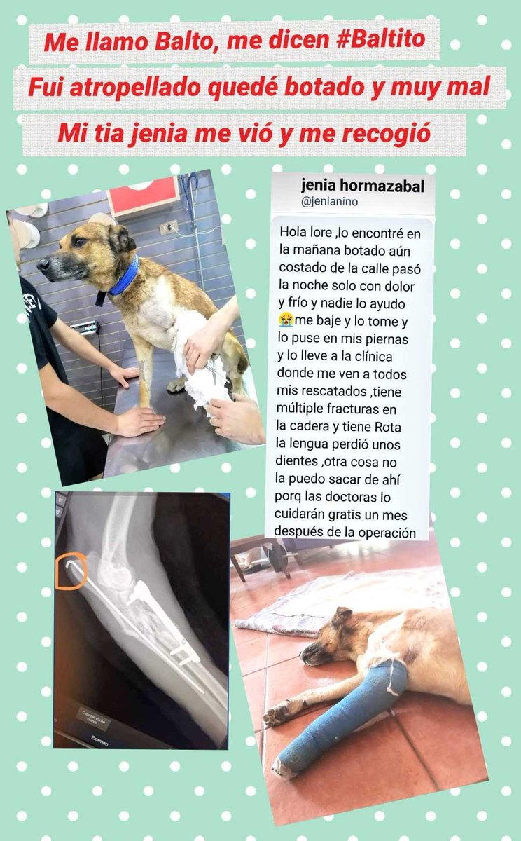 loreto1110's tweet photo. Tios #SoyBaltito #QuieroUnaFamilia #MeAdoptas? mi tia @jenianino me cuida, si me quieres habla con ella🙏🐾❤️ @Porfidora @madi_tol @ZitaTarot @kattykowaleczko @TonkaTP @CarolinaDiAz_ @MADMAXTHUNDER3 @XimenaAG70 @EAlbasetti @jananeme @Silvian2018 #Rt 🙏🐾🙏🐾 https://t.co/Sh47s6FNFA