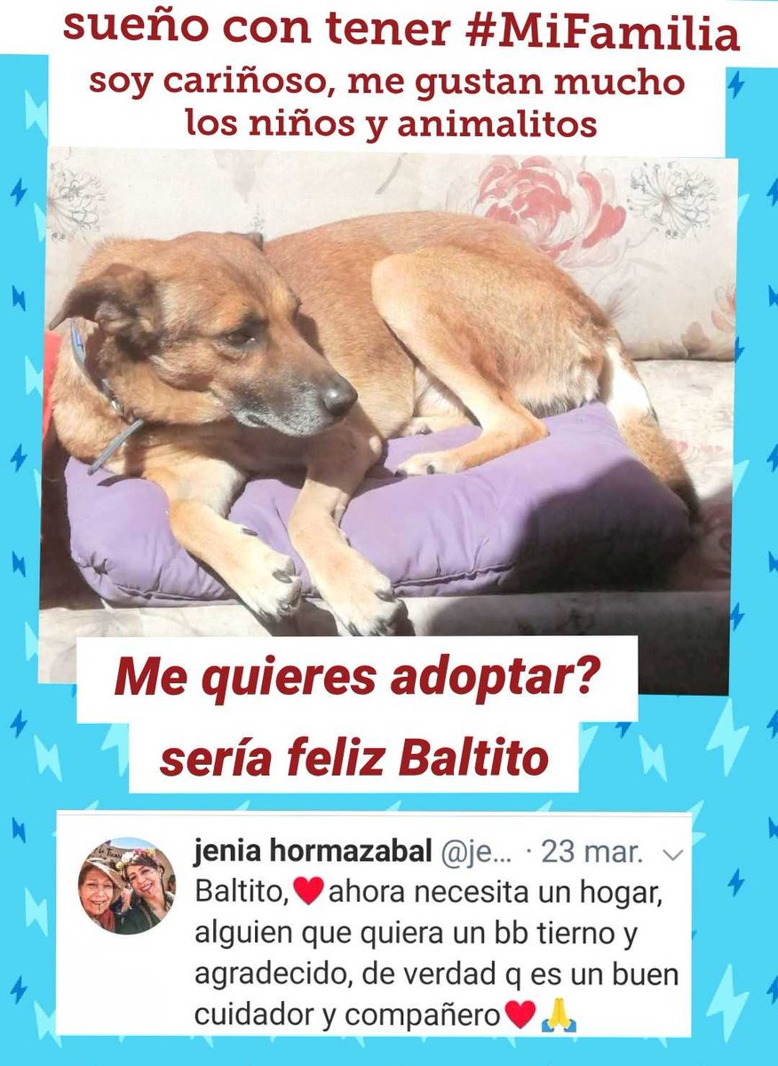 loreto1110's tweet photo. Tios #SoyBaltito #QuieroUnaFamilia #MeAdoptas? mi tia @jenianino me cuida, si me quieres habla con ella🙏🐾❤️ @Porfidora @madi_tol @ZitaTarot @kattykowaleczko @TonkaTP @CarolinaDiAz_ @MADMAXTHUNDER3 @XimenaAG70 @EAlbasetti @jananeme @Silvian2018 #Rt 🙏🐾🙏🐾 https://t.co/Sh47s6FNFA