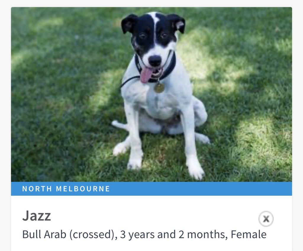 AdoptAFloof's tweet photo. #AdoptAfloof of the day: Jazz the 3yo female Bull Arab x at the @LostDogsHome in North Melbourne. 
.
.
https://t.co/wzmRhkvLa8

#AdoptDontShop #floof #ldh #RescueDogs #bullarab https://t.co/QFFDLjC87D