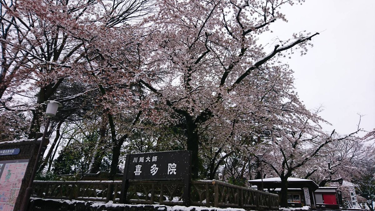 kawagoedai1's tweet photo. It's still cold😱 The weather will be better day after tomorrow, hopefully🙏 Cherry blossom is still beautiful👍 😊😊😊
pictures taken on 29th.
#Kitain #cherryblossoms #snow #Kawagoe #Saitama #Japan https://t.co/HwJVXDbTsq