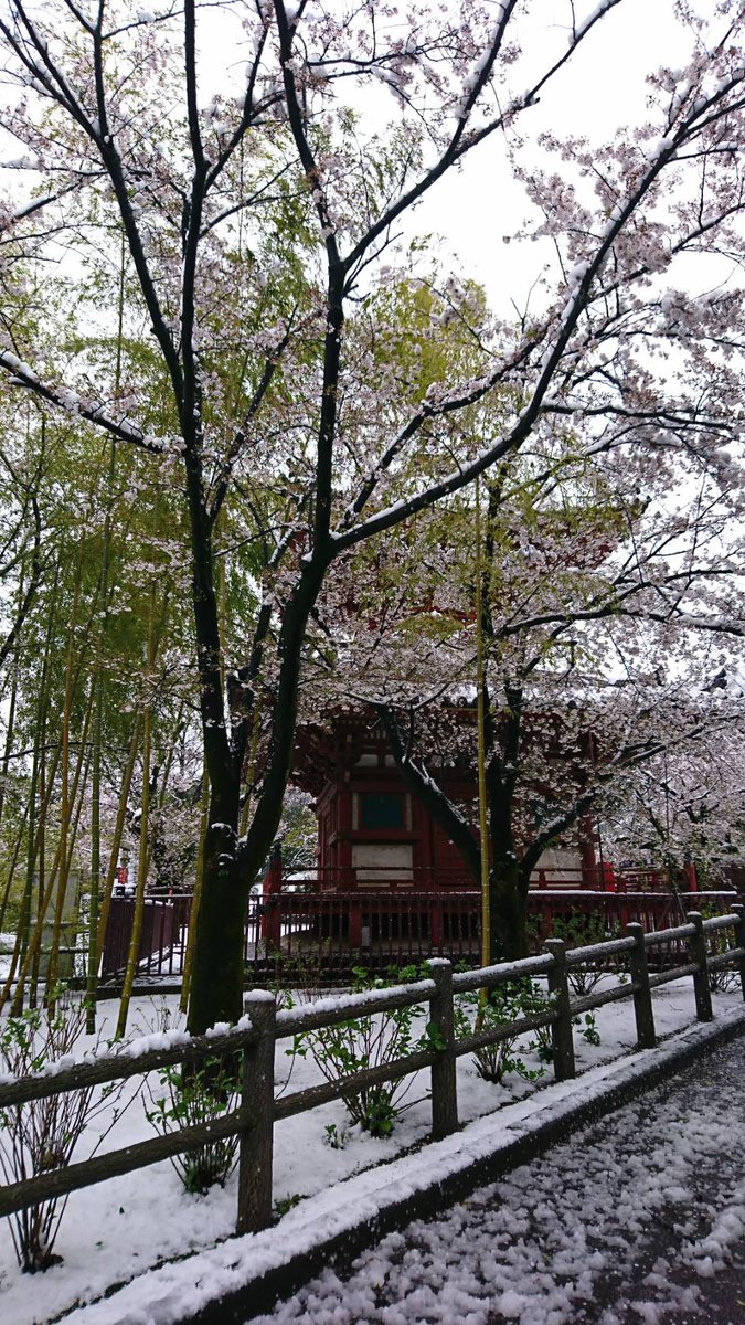 kawagoedai1's tweet photo. It's still cold😱 The weather will be better day after tomorrow, hopefully🙏 Cherry blossom is still beautiful👍 😊😊😊
pictures taken on 29th.
#Kitain #cherryblossoms #snow #Kawagoe #Saitama #Japan https://t.co/HwJVXDbTsq