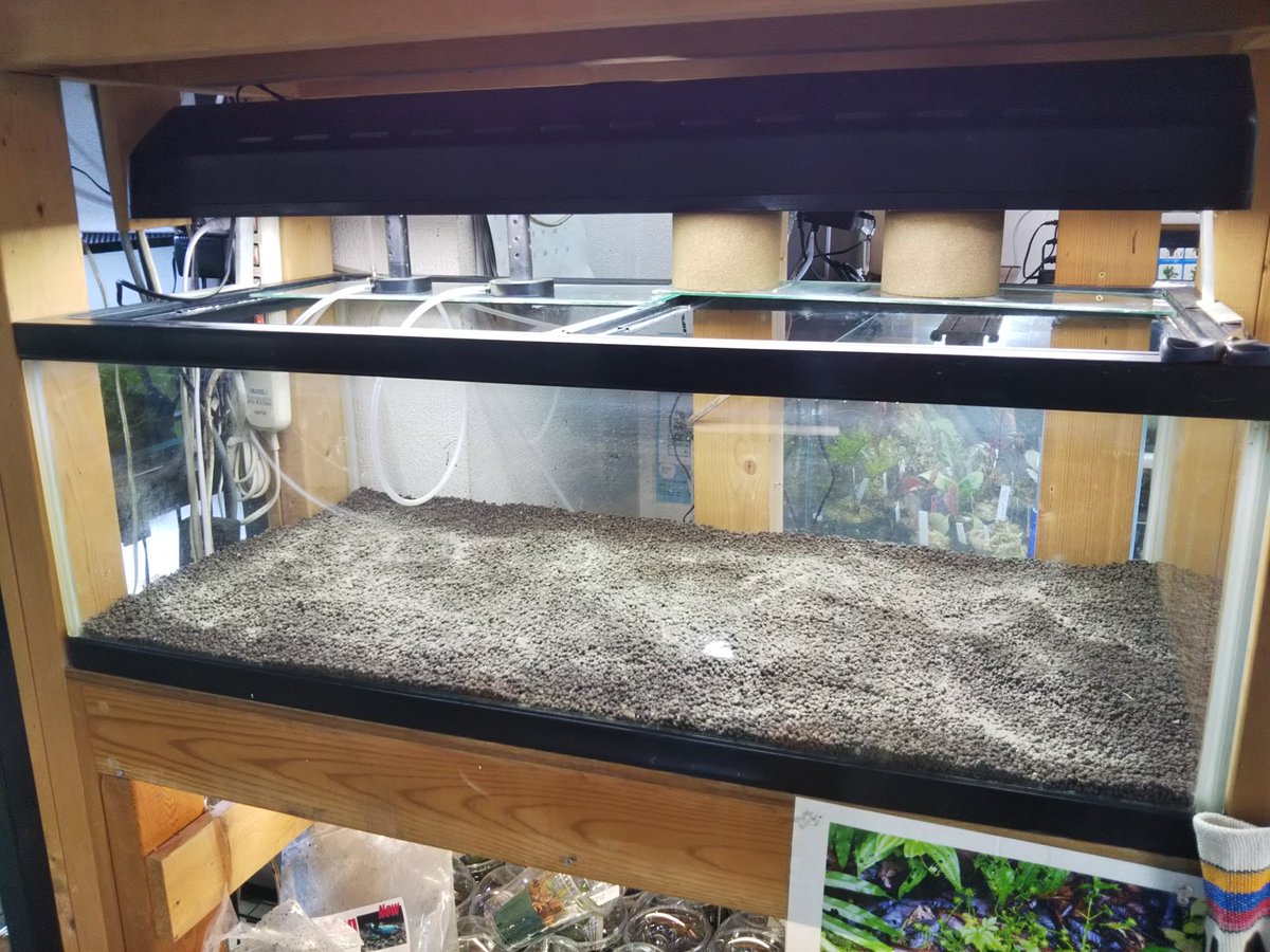 Aqua Fortune 先日綺麗にした900lowを立ち上げます 一枚目 ミネラルソイルノーマルを6l 二枚目 懐かしのミロネクトンをパラパラ 三枚目 ブラックソイルパウダーを6l 四枚目 これから水張りしてしばらく時間を掛けて作っていきます 立ち上げ Aqua Fortune 先日綺麗にした900lowを立ち上げます 一枚目 ミネラルソイルノーマルを6l 二枚目 懐かしのミロネクトンをパラパラ 三枚目 ブラックソイルパウダーを6l 四枚目 これから水張りしてしばらく時間を掛けて作っていきます 立ち上げ
