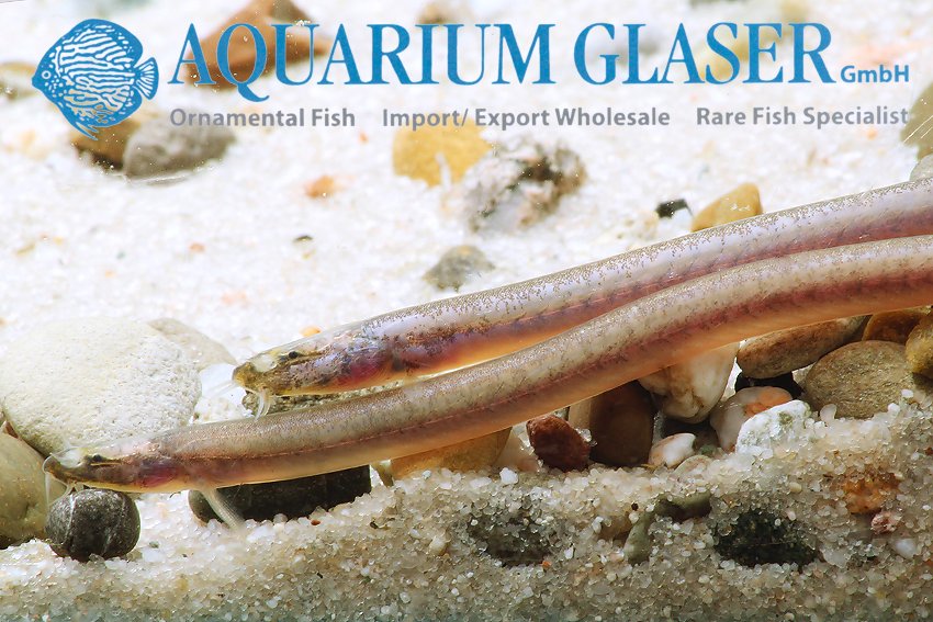 aquariumglaser's tweet photo. #pangio #doriae
find more details and pics @ https://t.co/kgExUnuDLM https://t.co/0v4goAucrN