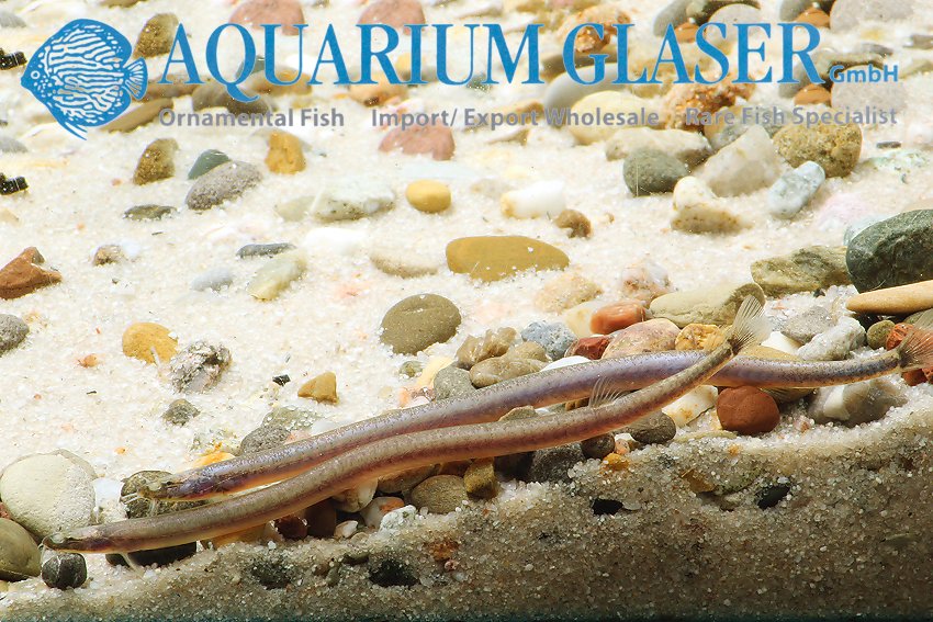 aquariumglaser's tweet photo. #pangio #doriae
find more details and pics @ https://t.co/kgExUnuDLM https://t.co/0v4goAucrN