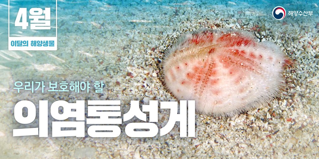 mofkorea's tweet image. 4월 이달의 해양생물로
모래 속을 청소하는
‘의염통성게’가 선정되었습니다!
⠀
자세히 보기 ☞ bit.ly/3bvGmoO
⠀
#성게 #가시 #4월
#해양보호생물 #환경오염