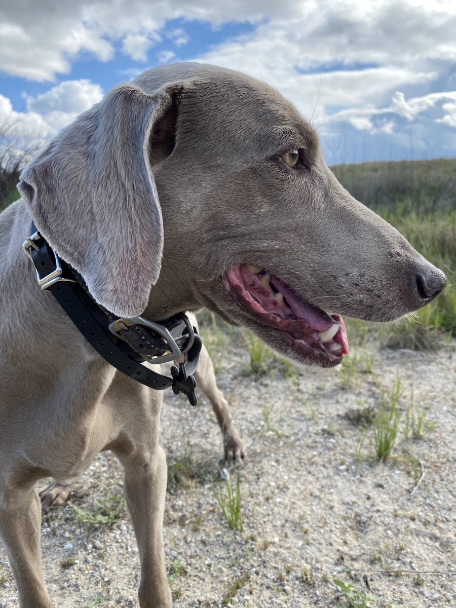 caguinnALTED's tweet photo. Our 11yo Weim Bandit loved flushing quail as the fam hiked this weekend. Hope your pets are close and bring you joy as we all have to work remotely right now. #KCSOScomesTogether #KCSOSproud https://t.co/HVuzZ8vfy4