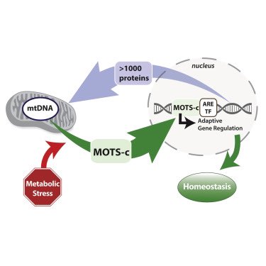 PeptideScience's tweet photo. “MOTS-c, a peptide encoded by the mitochondrial DNA, can localize to the nucleus. Metabolic stress triggers AMPK-dependent translocation of MOTS-c to the nucleus.

MOTS-c can regulate nuclear gene expression and promote cellular stress resistance against metabolic stress.” https://t.co/sdZ2vux8wy