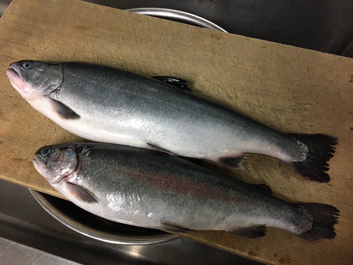 サクラマスの刺身