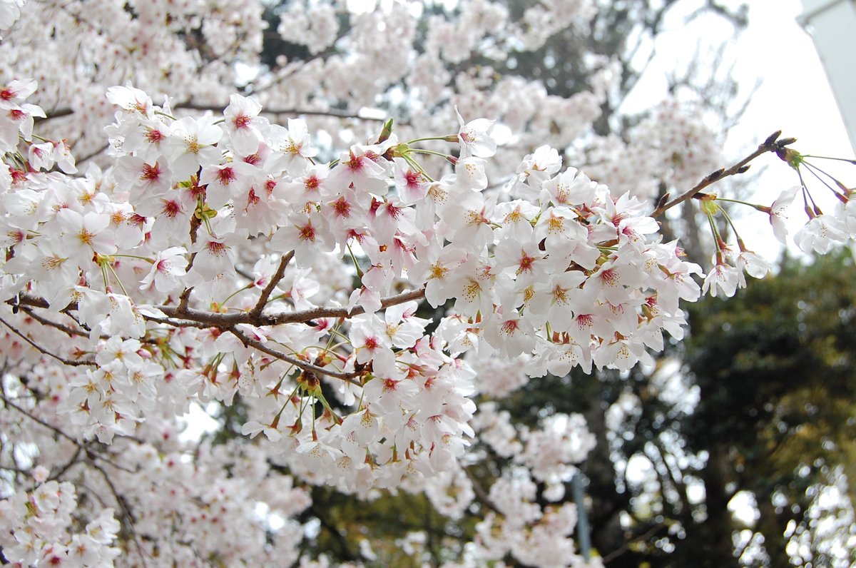 ট ইট র 愛知大学 豊橋キャンパス 満開の桜 今週は雨の日が多いのでそろそろ散ってしまいそうですね 愛知大学 地域連携 Aichiuniversity 豊橋キャンパス Toyohashi 卒業 思い出 入学 桜 春 ソメイヨシノ Cherryblossom 春から愛大 春から