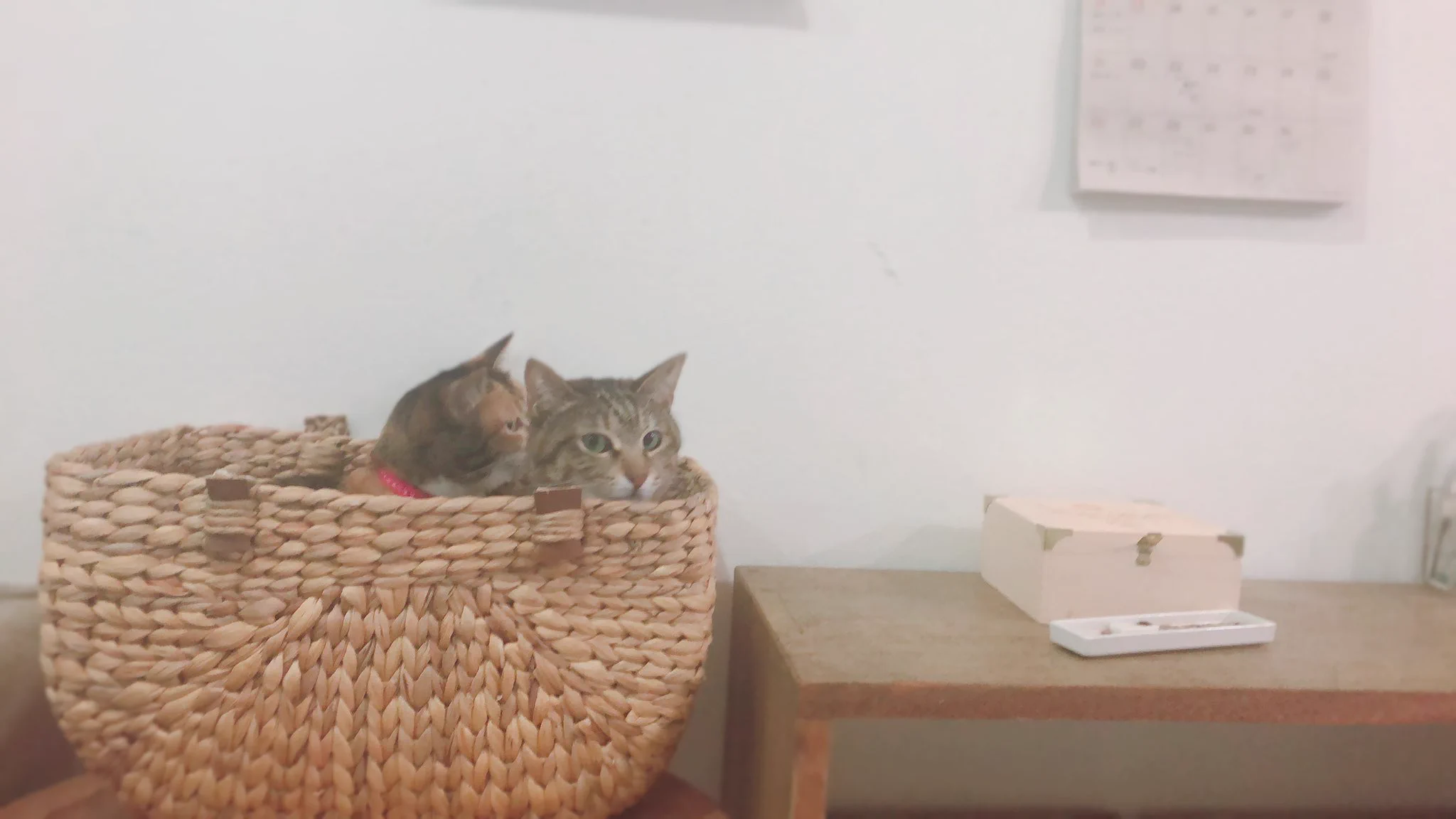 @ineko_kawai 我が家のきなこにそっくりです！！ 