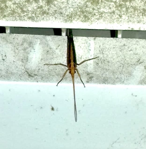 Universal_WiFi's tweet photo. Anyone out there able to #Identify this #Insect? #Bug #Critter #CreepyCrawly #IdentifyInsect https://t.co/HxHwJ1yHCU