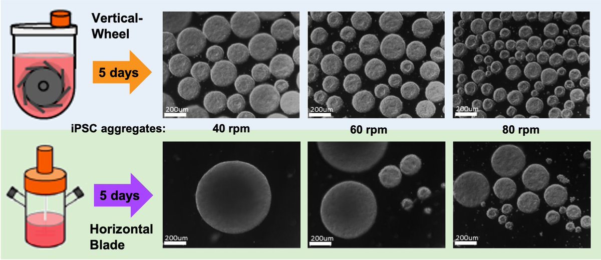 Challenges and Solutions for Commercial Scale 
#Manufacturing of Allogeneic Pluripotent Stem Cell Products.
#PluripotentStemCell

mdpi.com/2306-5354/7/2/…