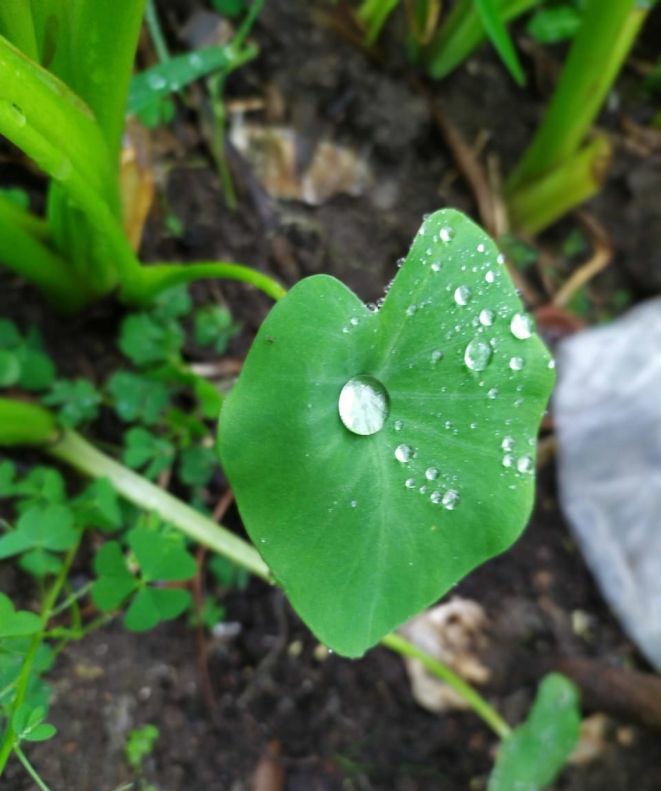 The leaf does not immediately absorb the drop of water falling on it; she slowly drinks with great pleasure!
#burman_view
#LeafsForever 
#raindrops 
#LifeisStrange 
#ForestART