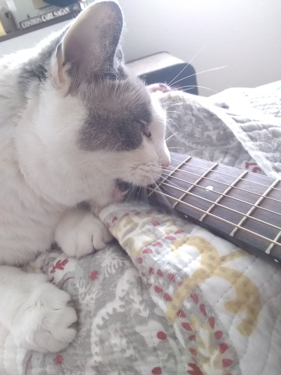 HowToCatLady's tweet image. Maya loves my guitars more than I do 
#guitars #cats