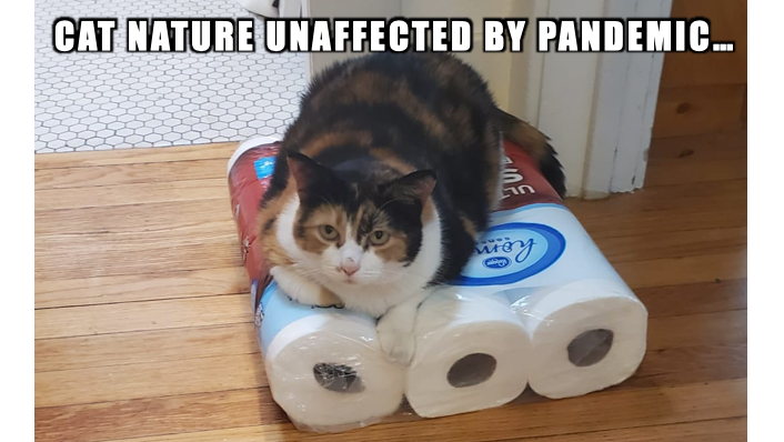 CarynAnderson's tweet photo. #CatsOfTwitter #CatsOfTheQuarantine https://t.co/zrKho6jkJP