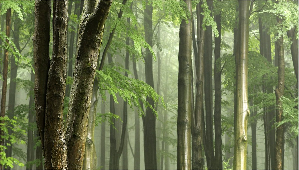 MubiruHumble's tweet image. 2/5 #MyTreeStory🌍🌿🌳Trees clean the air &amp;amp; help you breathe. Trees absorb CO2, Odors &amp;amp; Pollutants like Nitrogen oxides, Ammonia, Sulfur dioxide &amp;amp; Ozone. It’s estimated that one tree can absorb nearly 10 pounds of polluted air each year &amp;amp; release 260 pounds of oxygen🕊️😃😍@UNFCCC