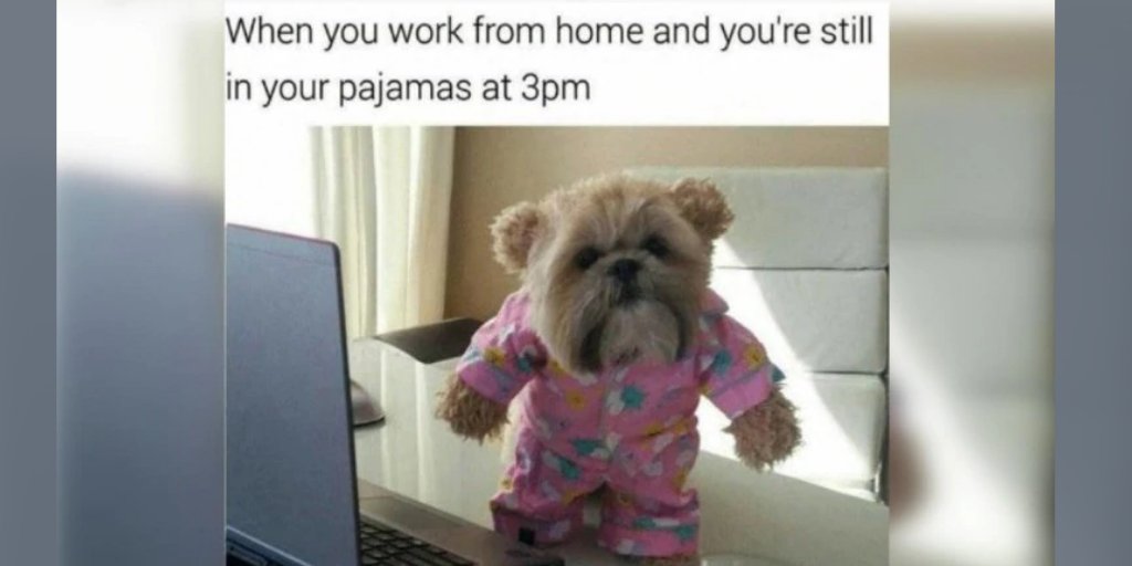 petstonofficial's tweet photo. #petmeme #corona #workfromhome #animalmemes #funnypets #meme #memesdaily #dog #dogmemes #forest #pets๐พ #petstagram #petworld #petmemes #follow #petlove #usa #canada #animal #beautifulpets #animallove #lovelypets #petston #petstonofficial
Credit Website: https://t.co/fU4UNkRJlM https://t.co/3GKJAQF3d3