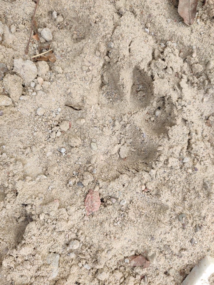 drqayumiitk's tweet photo. It seems we have another guest in the city, got a call for another #Leopard in Sec 34/44 Chandigarh

We are searching entire area with Police Help. Plz check your backyards MUCH CAREFULLY. Do not PANIC.

Just report at   
•#Wildlife Dept 01722700217, 9417216523 
•#Police 112 https://t.co/LcvwpU77Ke