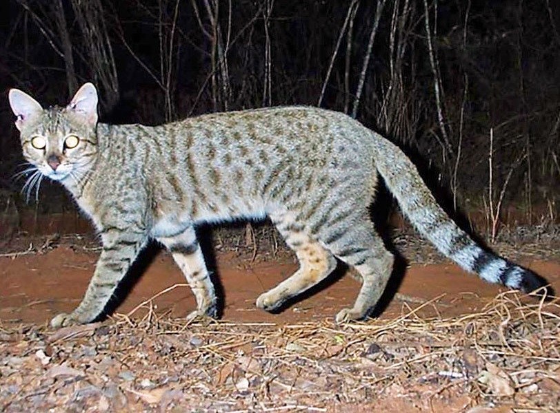 Pikaia Eu Il Gatto Della Foresta Del Madagascar E Arrivato 1000 Anni Fa In Nave T Co 47xekzbwpt