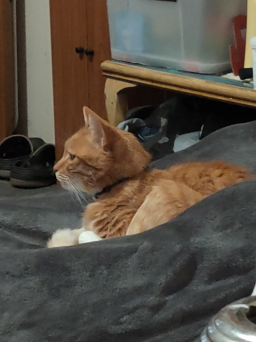 kitten04041989's tweet photo. #REVSTREAM my cat looking at out fossils in out museum he legit looked at every fossil he was highly interested https://t.co/tT1EsGUZbL