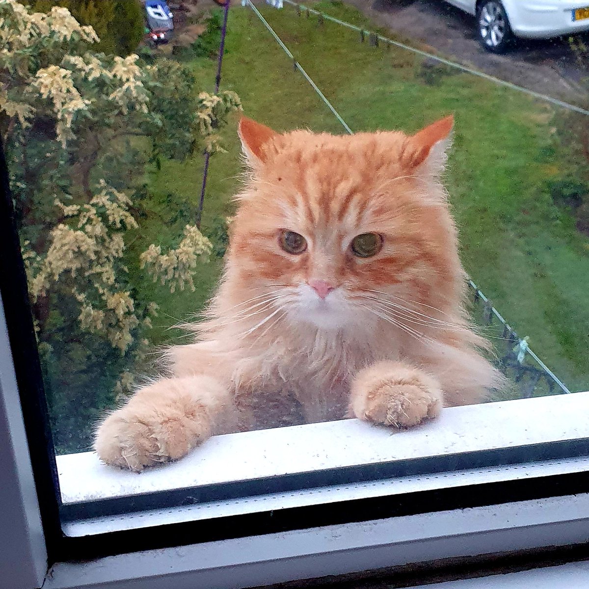 RDonaldTrumpCat tweet picture
