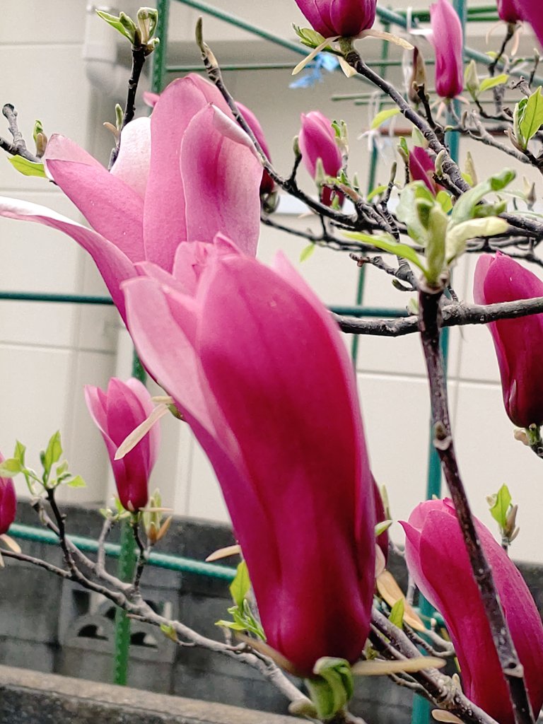 くーちゃん 木蓮 シモクレン 紫木蓮 Magnolia Quinpuepeta モクレンの花が咲いていました 普通 モクレンと言えばシモクレンを指します 中国原産の落葉低木で ハクモクレンの様に高木にはなりません 今はマグノリアと言って 交配によって色々な くーちゃん 木蓮 シモクレン 紫木蓮 Magnolia Quinpuepeta モクレンの花が咲いていました 普通 モクレンと言えばシモクレンを指します 中国原産の落葉低木で ハクモクレンの様に高木にはなりません 今はマグノリアと言って 交配によって色々な