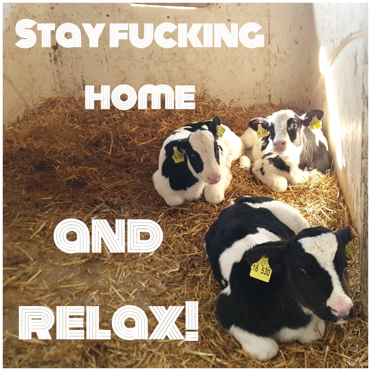 KerryBlu_atwork's tweet photo. #stayfuckinghome https://t.co/FpI9NWBMNT