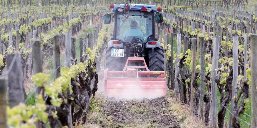 SO_Bordeaux's tweet image. Dans les vignes, pendant le confinement, le travail continue [Premium 🔑] 
sudouest.fr/2020/03/31/dan…