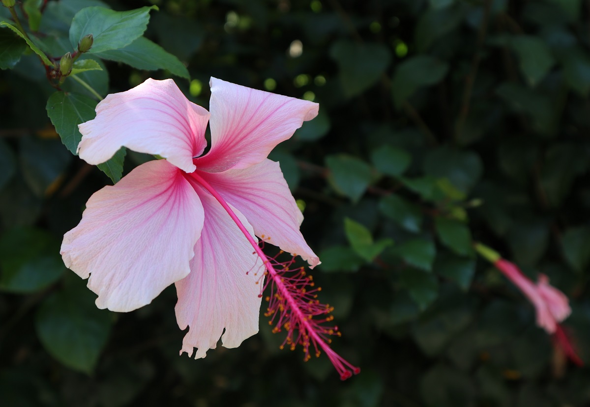 Botanic Gardens SA tweet media