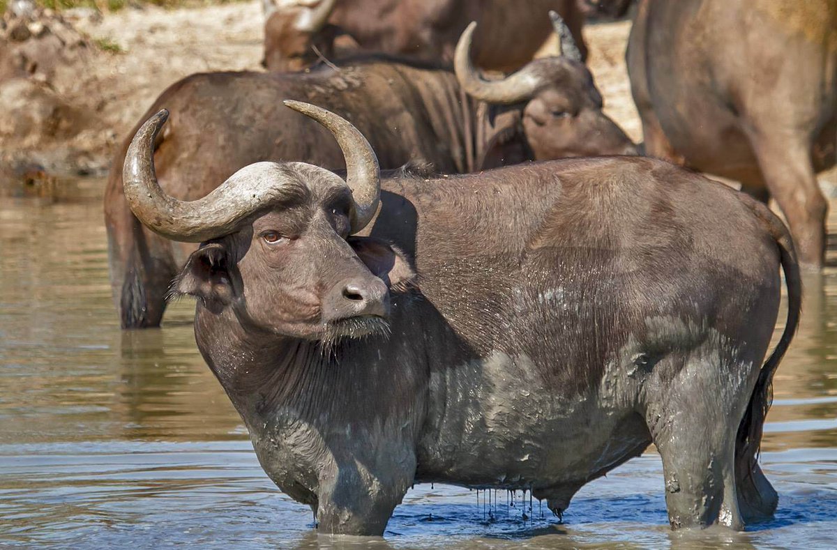 Facts about a Cape Buffalo sighted when at Treetops Lodge.
 Its 4 times the strength of an Ox, 
Cape Buffalo are grazers and feed mainly on grass
Poor eyesight and hearing however incredible sense of smell 
Male: Bull - 650 to 800 kg.
Female: Cow - 550 to 700 kg