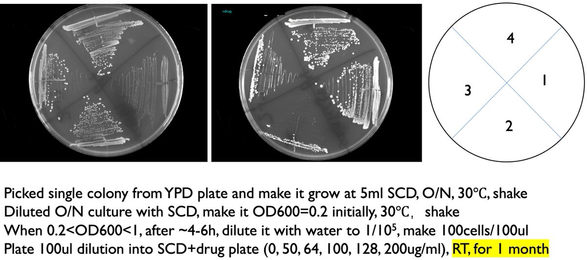 LucasBCarey's tweet image. #COVID19protocols Plates were left at room temp &apos;for the weekend&apos;, which became &apos;RT for 1 month.&apos;      Results are promising. #yeastrock