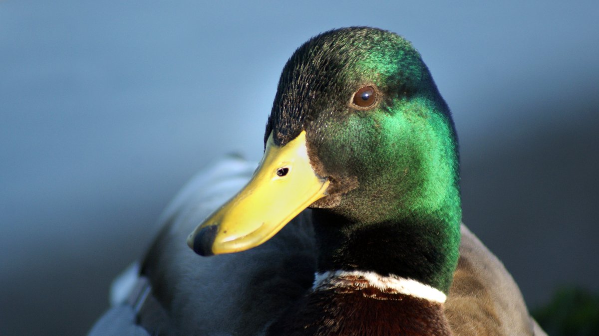 brentlodge's tweet photo. The mallard that came to us a few weeks ago with a triple barbed wire through its wing is doing really well and will be released very soon. #wildlife #wildlifehospital #animal #animalrescue #ducks #fishing #caring #wildlifeinneed #charities https://t.co/GGcczTKjLj