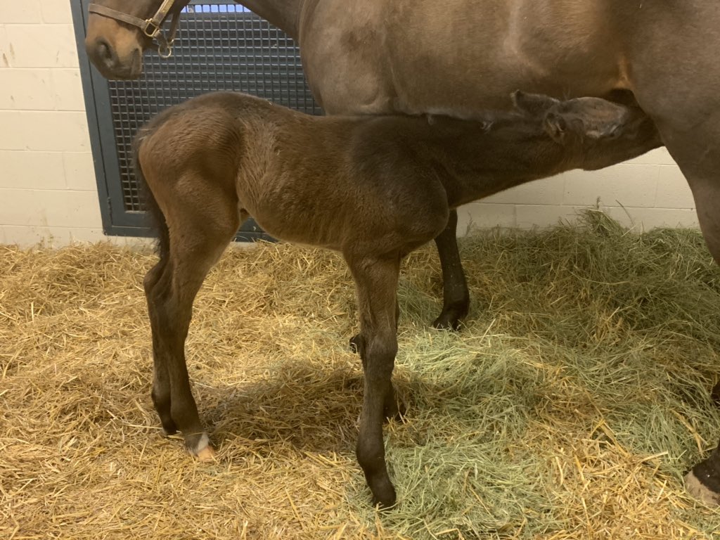 KeeneRidge's tweet photo. A Bernardini colt makes his debut last night https://t.co/Pm4NeRGP14
