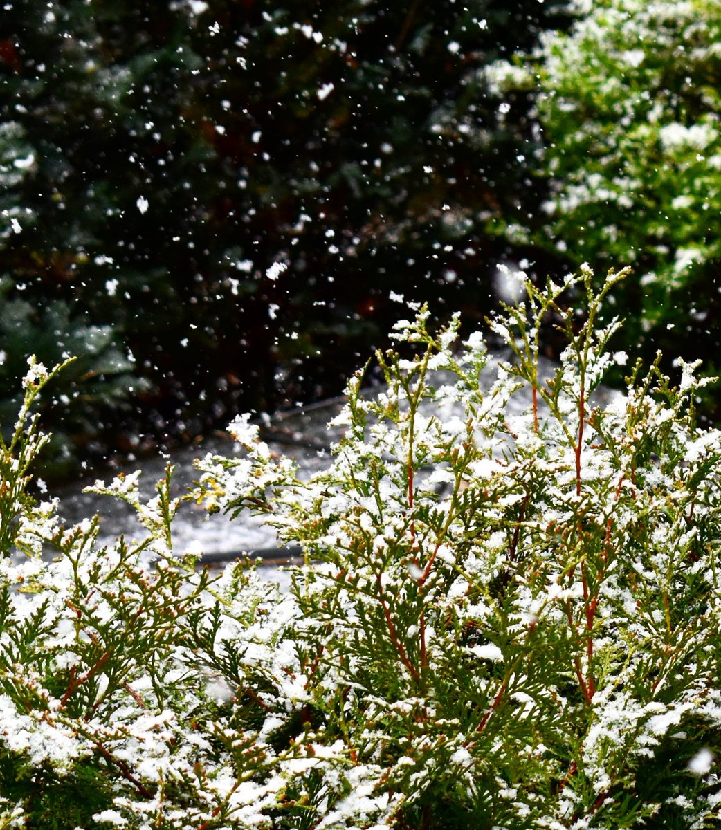 lizanneraphael's tweet photo. It (finally) snowed in Berlin yesterday!
Snow, you sneaky devil! Just when I thought it was all over, you surprised me! ❄️💕
#Snowfall #WinterIsNotOverYet https://t.co/xBTSxBSkNf