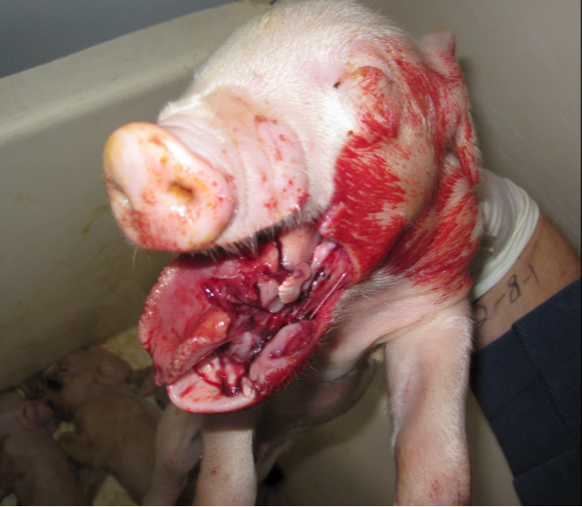 ALF_269's tweet photo. Thumping: Picking up underweight /sick piglets by their legs and slamming them against the concrete floor. This is considered an acceptable form of “euthanasia” by the industry.
 
Stop Supporting Animal Cruelty
GoVegan🌱🌍
 
#Vegan #GoVegan #Animals #EndSpeciesism #Pets #Farms https://t.co/1E1QMOhxlA