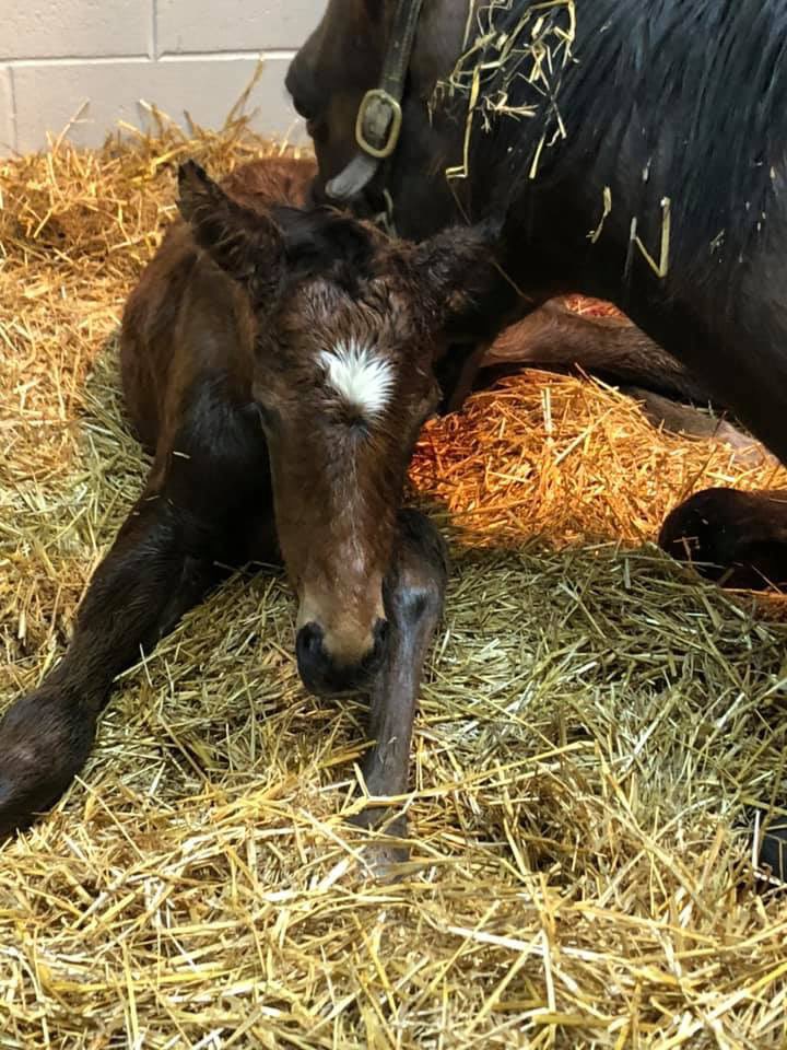 KeeneRidge's tweet photo. A Goldencents colt quickly follows our Bernardini colt! @spendthriftfarm https://t.co/uKB9hEndsj