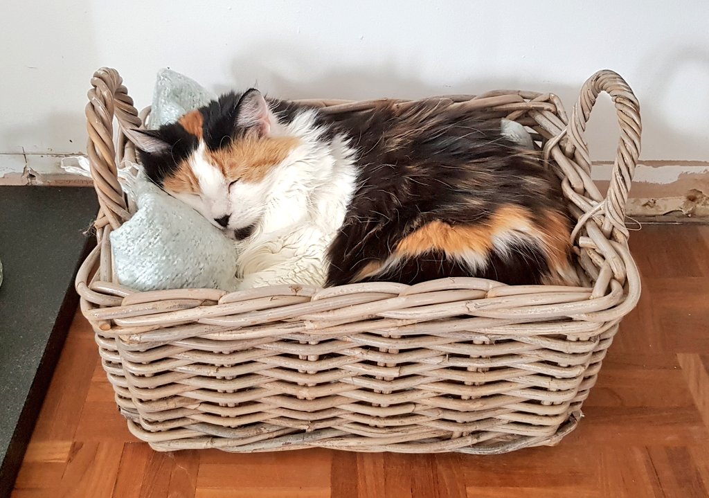 CooksCat's tweet photo. Working from home.
#CatsOfTwitter #CatsOfTheQuarantine #catlife #TuesdayMotivation https://t.co/9swjxnj9Yz