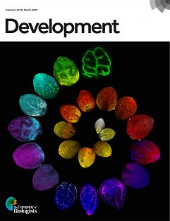 kalikapg's tweet photo. Very much humbled and thankful! Our work on ‘mechanisms underlying vascular regeneration in damaged aerial organs’ is featured on DEV vol6, 147 issue cover &amp; is selected for Highlights in Research @Dev_journal Nice summary of our work by @seemasainson 
https://t.co/rrvLLOHceo https://t.co/6Ci0AutjwP