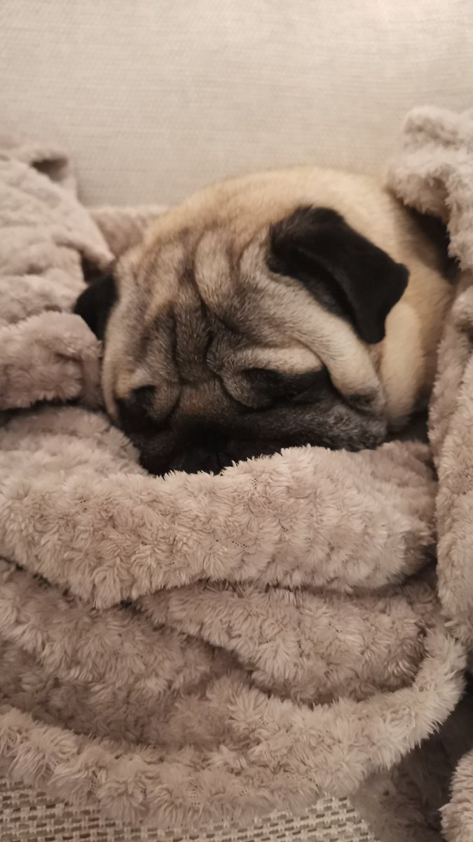 gordyfry's tweet photo. Hi Furpals, just wondered if you had any advice, my little Gordon is sleeping quite a lot the past 2-3 days. Been a tiny bit sick this morning but nothing major and nothing since. He's eating and drinking fine just very sleepy and lethargic. Anyone suggest anything? Trip to VET! https://t.co/HQ52dOIiRz