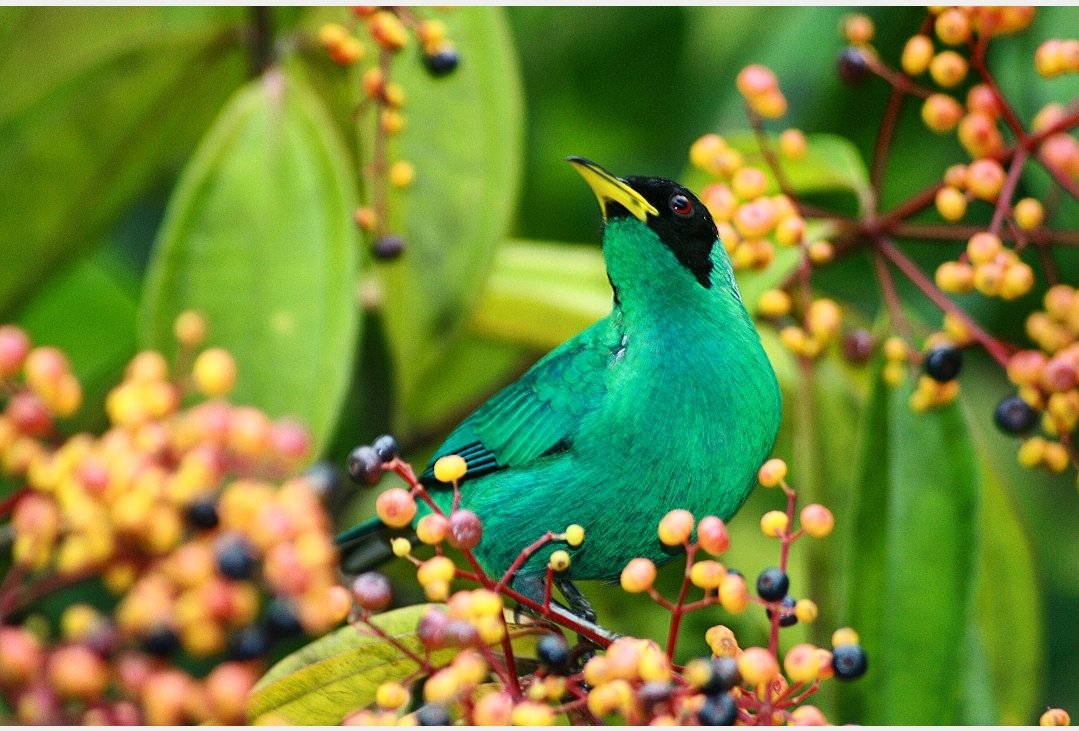 Todays Costa Rica shots: this male Green Honeycreeper.