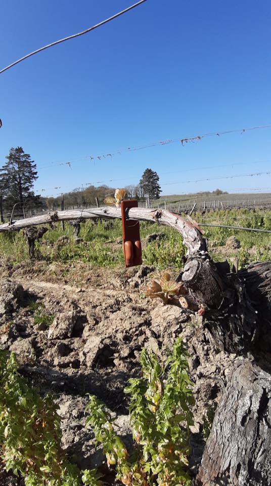 Aujourd'hui on installe les rak dans nos parcelles ! #LaVigneContinue