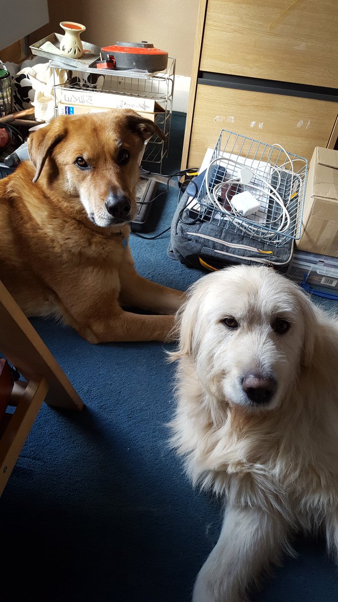 NTPamelaSmith's tweet photo. #NTPets no social distancing in my office today. Started tidying up but Roo and Stitch decided on sunbathing on office floor instead. Nice to be wanted, conversation limited and doesn't smell as good as my normal day @NTmidlands gardens. https://t.co/8N7iJiKZ4d