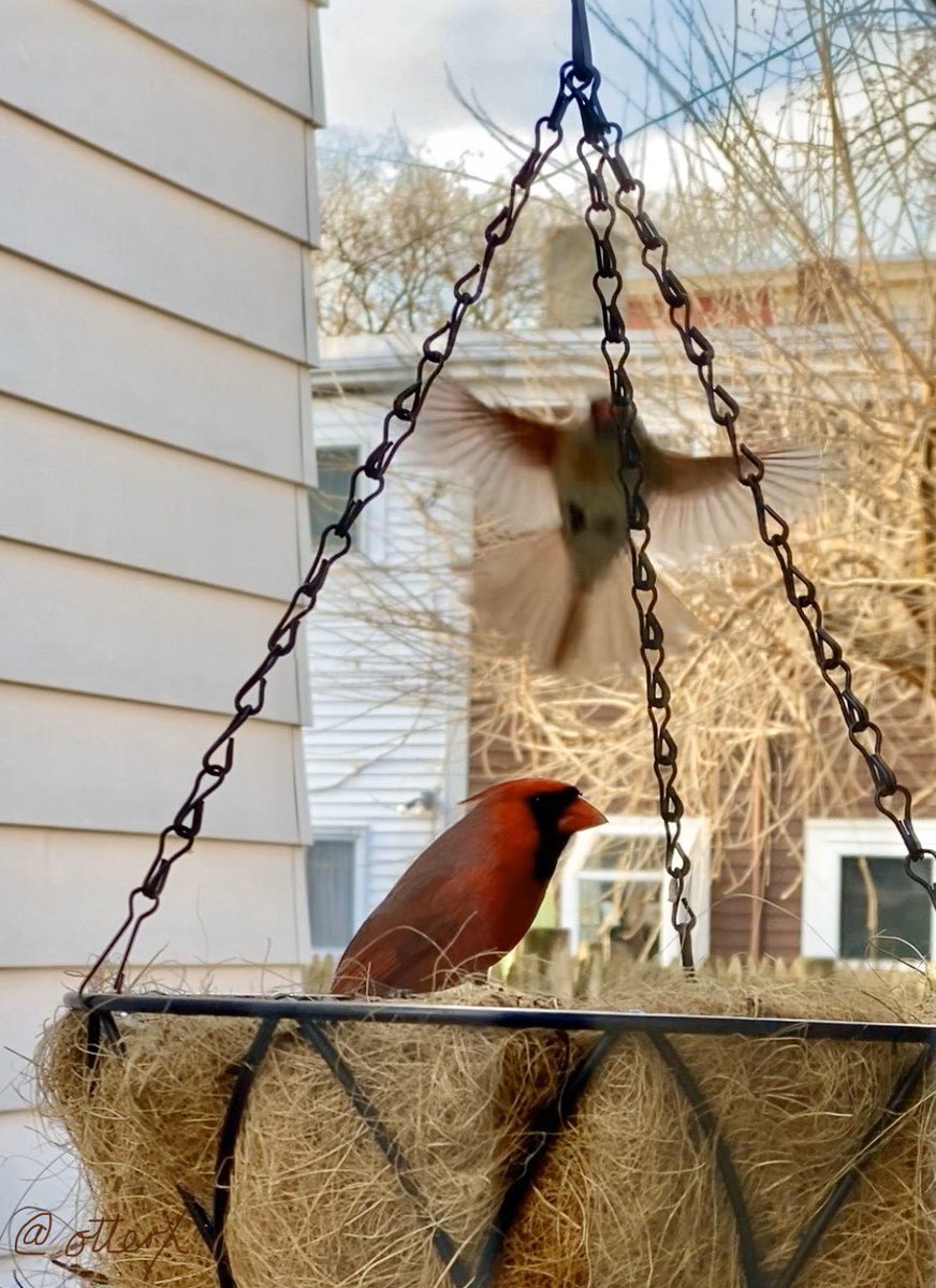 otterX's tweet photo. #MrCardinal ❤️ and #MsCardinal 🧡 are here for breakfast! ✨ https://t.co/2tYPNnvuG2