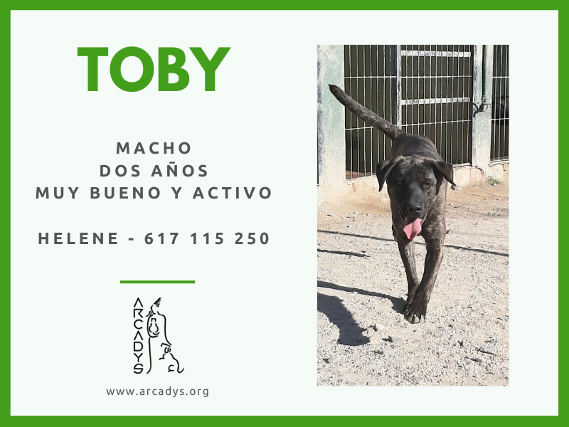 ¡¡Un hogar para Toby!! - arcadys.org/un-hogar-para-…