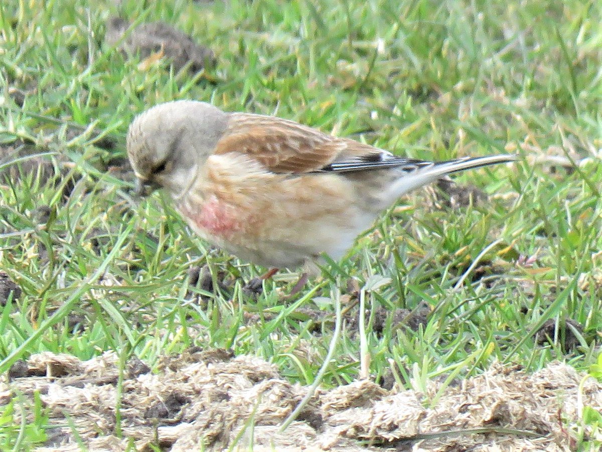 #ParkPositive@leevalleypark, saw this lovely group of birds this morning in the paddocks behind the Riding School.