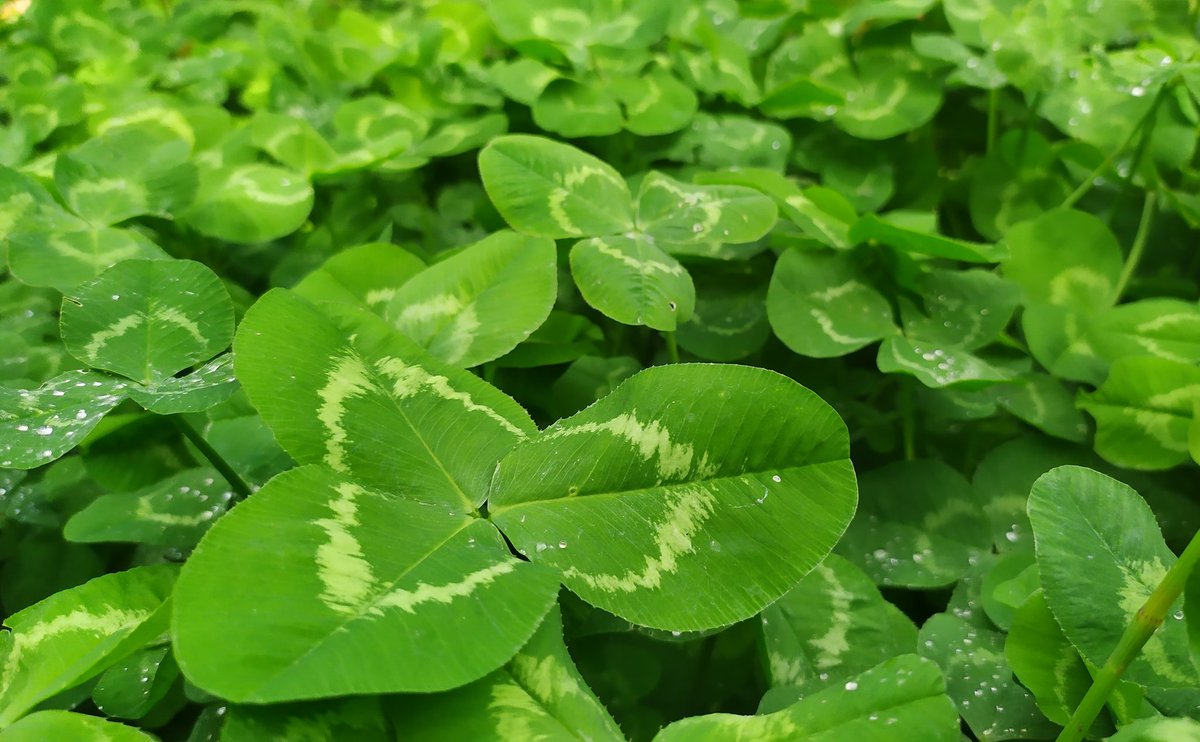 Mike_Marof's tweet photo. Trifolium repens | White clover | #syrianflora https://t.co/HwqwXbWvUq
