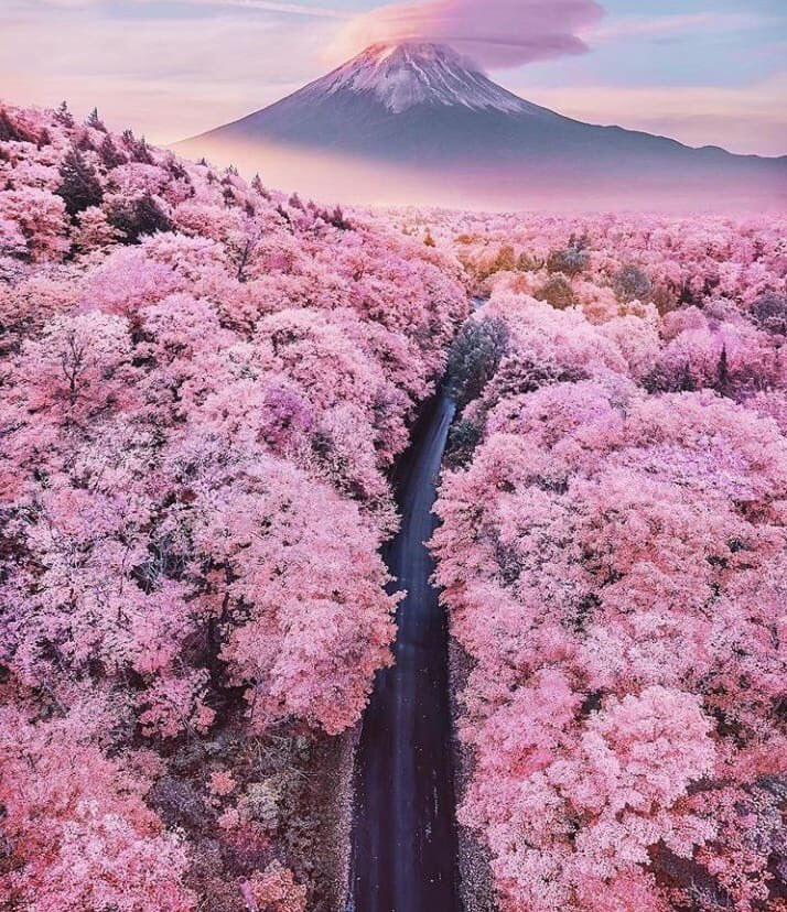 patty7497's tweet photo. The cherry blossom in Japan* https://t.co/nztR3SNdJ4