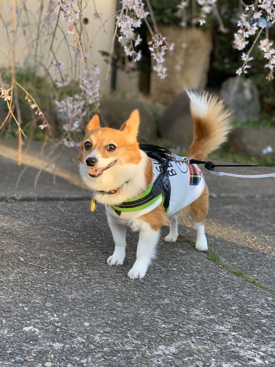 pomapo's tweet photo. #辛い時だからこそTLを愛犬の笑顔で埋め尽くそう https://t.co/PKGmThYPIb