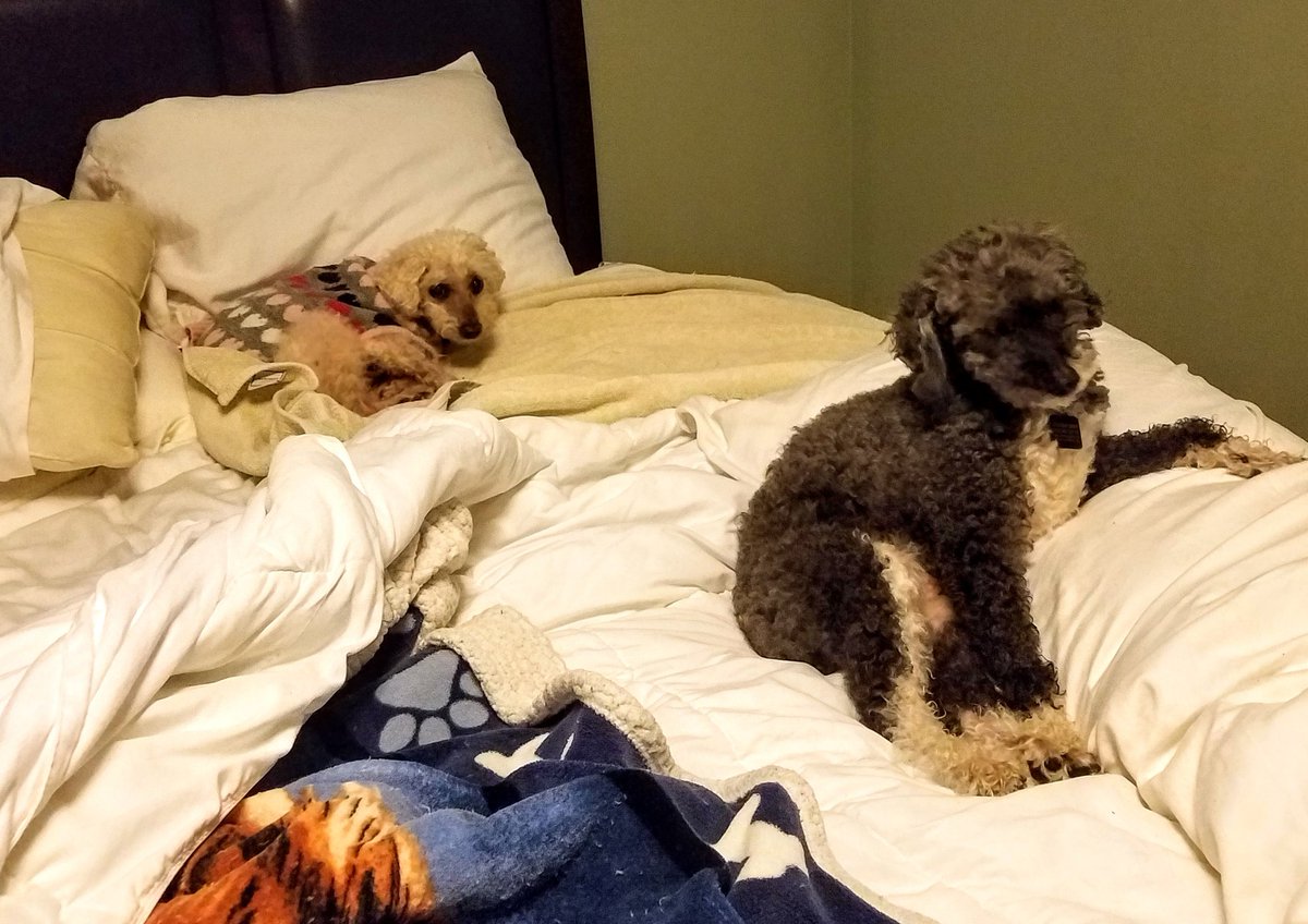 2HousePanthers's tweet photo. Day 31: Paw pillow
We have many pillows. None are shaped like paws. #DogsofTwitter #photochallenge2020March @Violet_theNewfy https://t.co/ldAwcNV54D